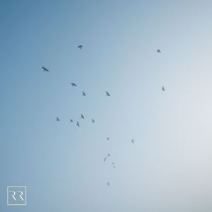 中国一级特黄麻豆
